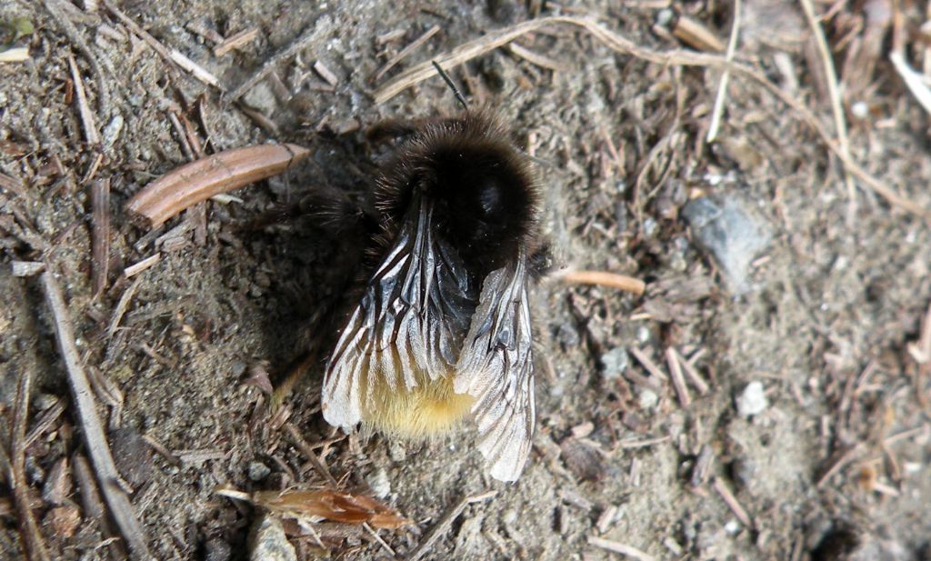 Bombus (Alpigenobombus) wurflenii  (cfr.), operaia